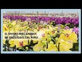 EL VIVERO DE ORQUÍDEAS MÁS GRANDE  DEL PERÚ