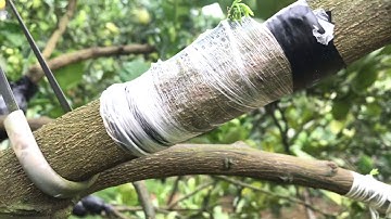 Kỹ thuật ghép cải tạo Bưởi Da Xanh