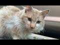 Cute and Funny Cat Videos-Feeding Stray Cats | YUFUS