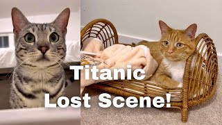 When my cats get an idea from movie!