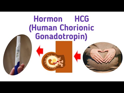 Video: Mengapa mengambil gonadotropin korionik?