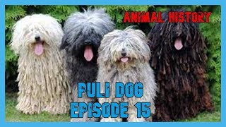 puli dog breed guide  -  animal history episode 15 by I_am_ cat 71 views 1 year ago 7 minutes, 11 seconds