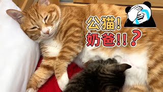 领养了只小奶猫家里的大橘起初无法接受到后来居然当起了奶爸我无语了这不对啊#猫咪#cat