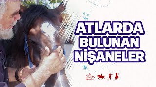 Atlarda Bulunan Nişaneler Nelerdir ?