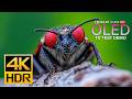 Ultimate Massive OLED Display Test | Dolby Vision HDR 4K 60FPS (8K/4K TV) | Relaxing Music
