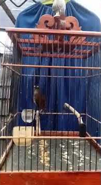 Cingcoang Gacor goyang2 👍