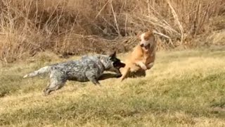 Wild and crazy dogs | Australian Cattle Dogs by Johnson's Heelers 3,476 views 1 year ago 1 minute, 53 seconds