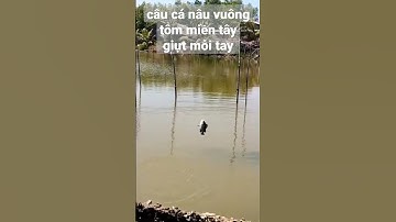 câu cá nâu vuông tôm phú tân cà mau #shorts mong mọi người ủng cho e 1luoc đăng ký kênh ❤️