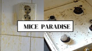 MICE POOP PARADISE | HEALTH HAZARD | cleaning for free