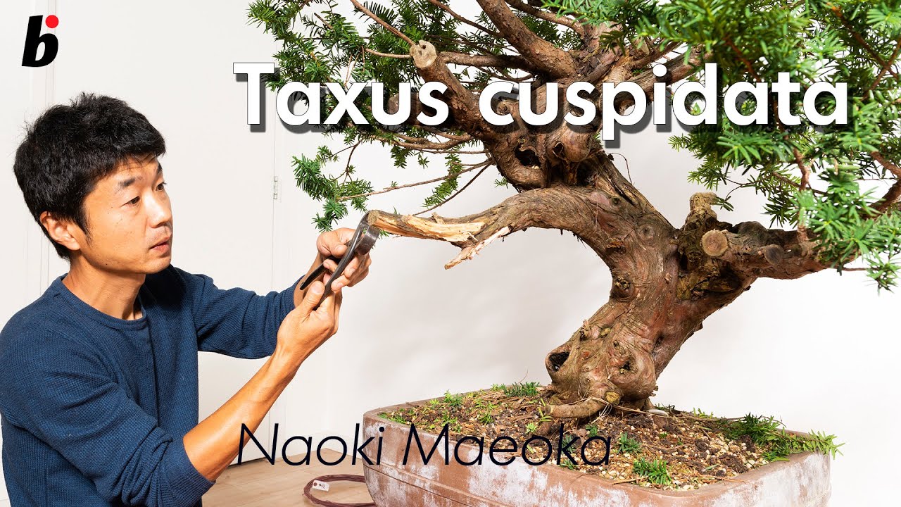 Taxus cuspidata part 1