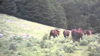 Pollino - Piano di Vacquaro  - Cavalli allo stato brado