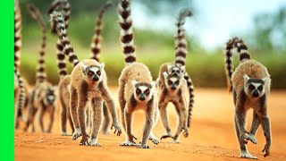 RingTailed Lemur Gangs Rule This Ancient Island | Love Nature