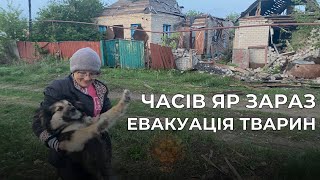 ЧАСІВ ЯР ЗАРАЗ | Евакуація тварин