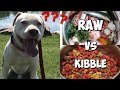 Raw Food vs Kibble: What should you feed your pit bull?