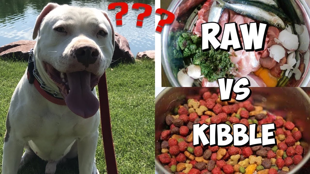 Raw Food Vs Kibble: What Should You Feed Your Pit Bull?