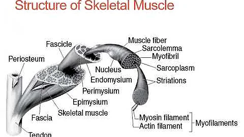 HSC 440 Nerve & Muscle Physiology