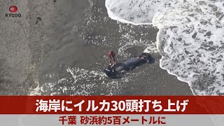 海岸にイルカ30頭打ち上げ   千葉、砂浜約5百メートルに