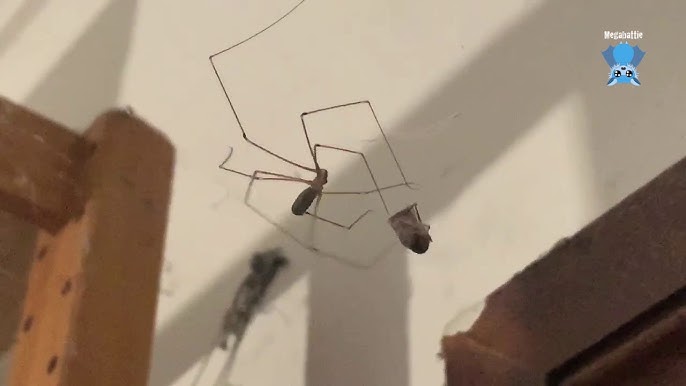 Expert explains why you should never kill a daddy long legs - MyLondon