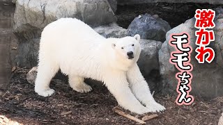 モモ 豪太 男鹿水族館 GAO｜Polar bear ホッキョクグマ しろくま シロクマ