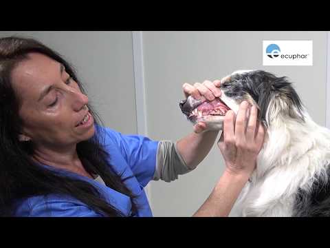 Video: Salud dental de mascotas