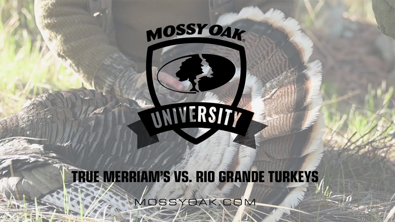 True Merriam S Vs Rio Grande Turkeys Youtube