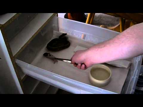 Feeding ball python collection!!!!