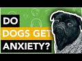 Do Dogs Get Anxiety?