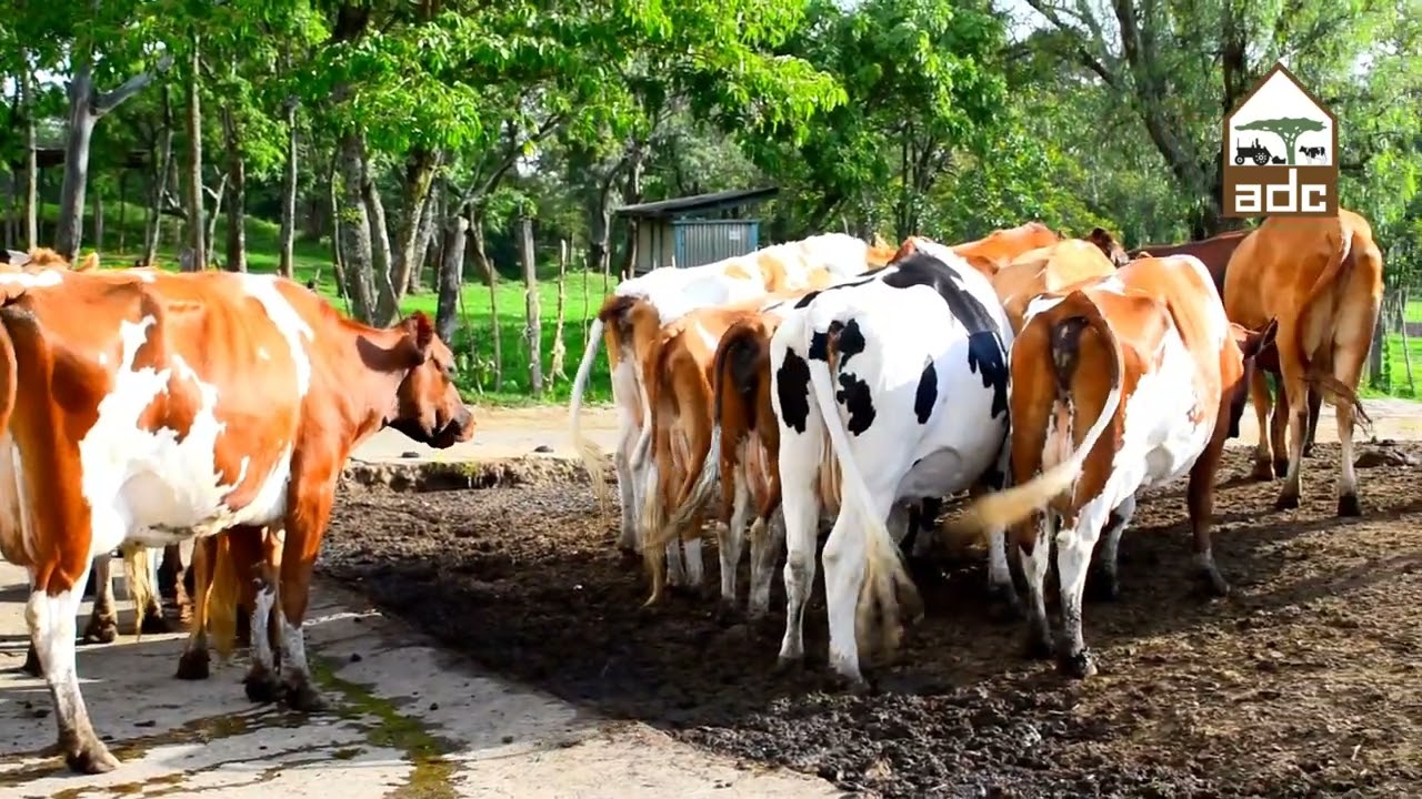 Dairy production ADC Lanet ( Dairy breeds & Dairy Crosses)