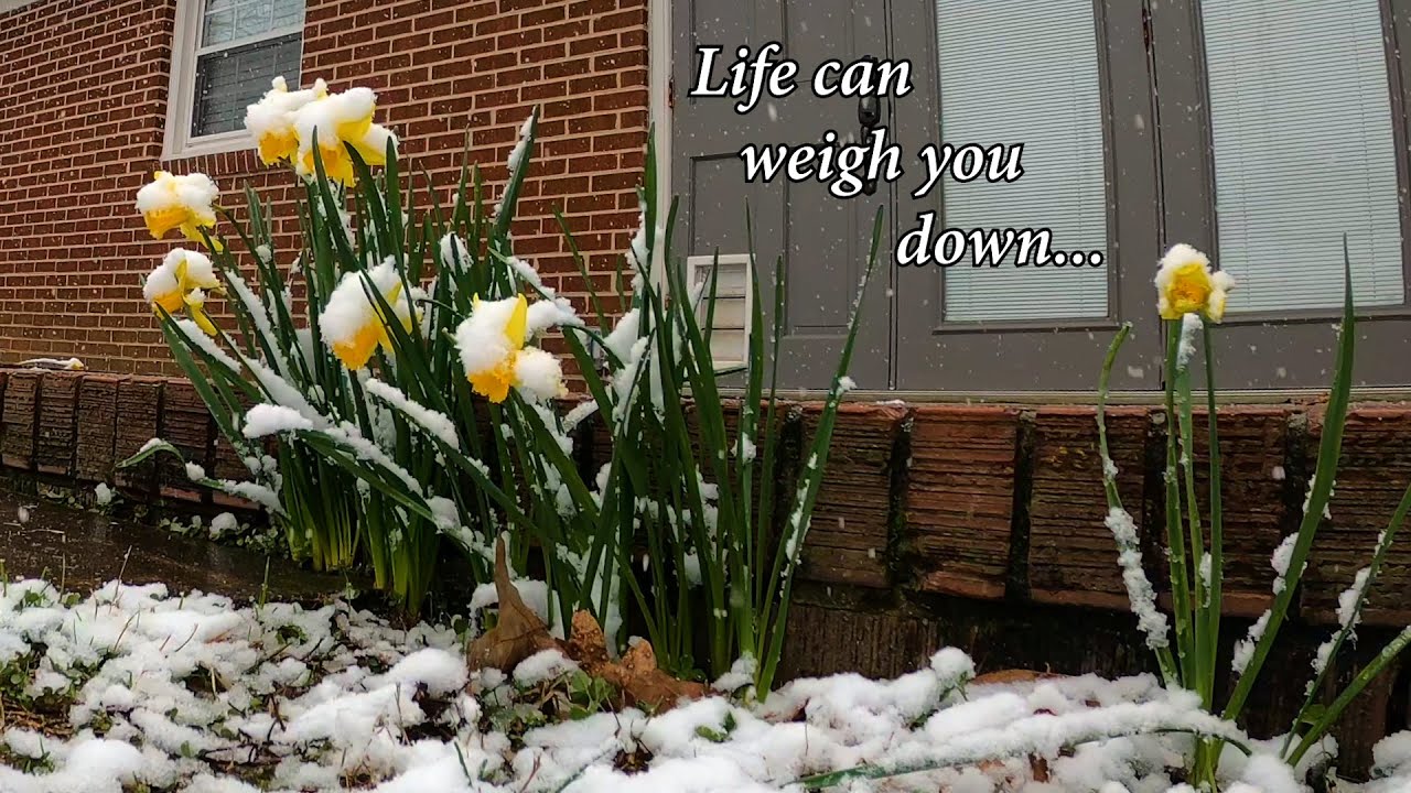 Learning how to bend flowers bending to the snow then rising again