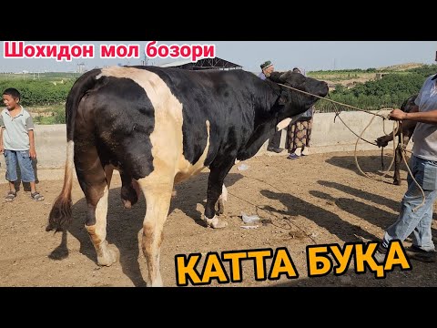 Video: Мол химиясынын долбоору канчалык чоң?