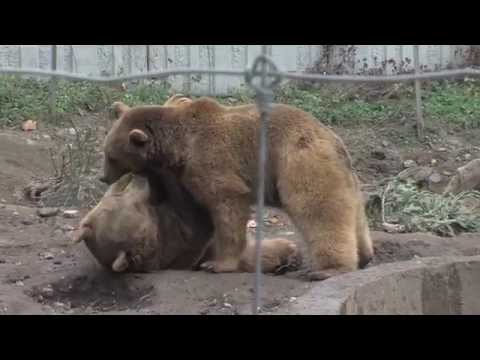 \"ეკო ვიზია\" - ანონსი - დათვები 28.03.2015