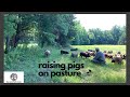 Getting Started With Pastured Pigs - Transitioning Out Of The Training Pen