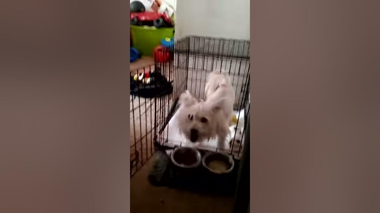 cutes-dog-name-cookie-youtube