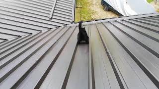 Funny cat roof slide