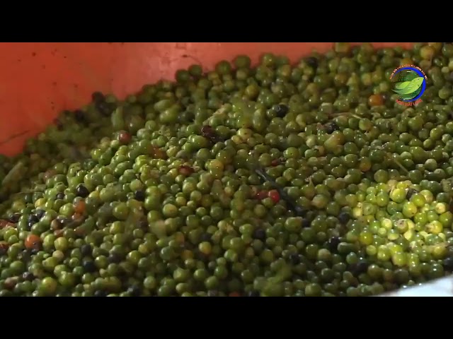 HỒ TIÊU TÂY NGUYÊN – TINH HOA HƯƠNG VỊ VIỆT