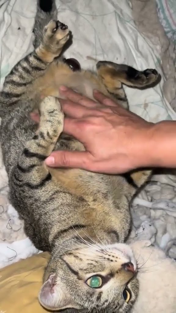 TOP DES VIDÉOS ? ? ? ? #cat #doeshestillthinkaboutme #chatonmignon #kitten #shegotthebestofme