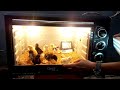 Hatching Chicks in Microwave Oven || How To Make a Homemade Incubator