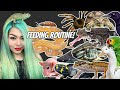 FEEDING 100 OF MY PETS! (what do I feed to so many?!)