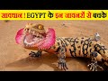 Egypt के रेगिस्तान के सबसे खतरनाक जीव | Most Dangerous Creatures of Egyptian desert |Egyptian desert