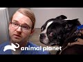 2 Conmovedores casos de mascotas que son parte de la familia | Dr. Jeff, Veterinario | Animal Planet