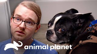 2 Conmovedores casos de mascotas que son parte de la familia | Dr. Jeff, Veterinario | Animal Planet