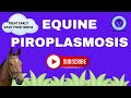 Unlocking equine piroplasmosis etiology diagnosis and treatment explained i gnp sir