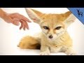 Top 3 Exotic Animals You Can Own As Pets