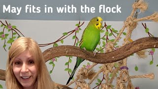 Update on May the lost budgie and my flock.