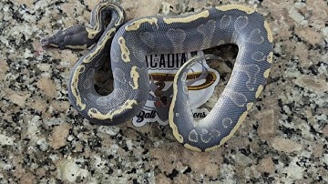 GHI Mojave Ball Python