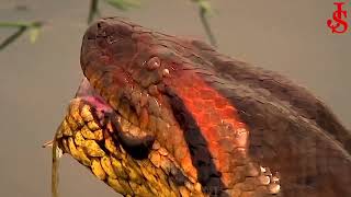 10 Moments Stupid Python Hungry with the Wrong Rival |  26 July 2023 | Life About Jungle