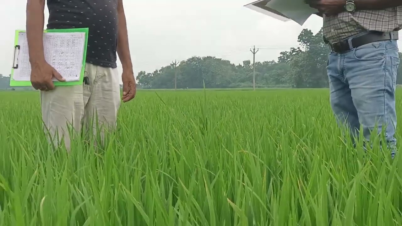 Off type identification in vegetative stage