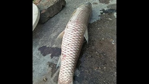 Nguyên tắc vàng điều trị bệnh cá trắm bị đầu đen và xuất huyết cùng BSTY Nguyễn Sợi zalo:0978653624