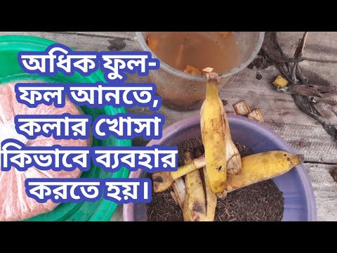 কলার খোসা গাছের জন্য অপরিহার্য ফার্টিলাইজার, খোসার ব্যবহার জানলে একটিও খোসা ফেলবেন না