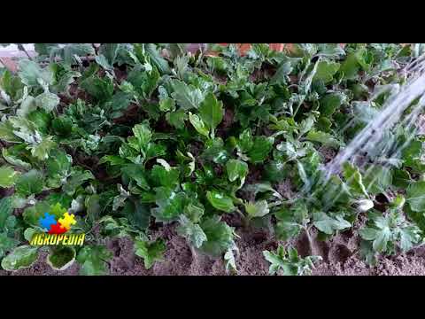 Video: Crizantema De Gradina
